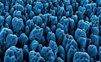 Coral Reef Biodiversity Likely to Shuffle but not Decline Under Ocean Warming and Acidification