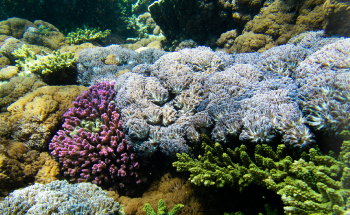 Soft Corals, Hard Problem: New Technique will Reveal Corals Vulnerable to Bleaching