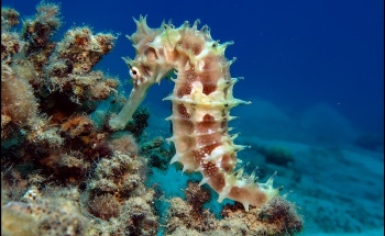 Study Reveals Unique Ability of Seahorses to Snag Prey at Exceptional Speed