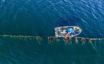 Seaweed a Model Solution for Fighting Climate Change