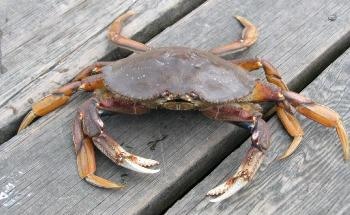 Life Cycle of Dungeness Crab Offers Lessons on Possible Effects of Climate Change