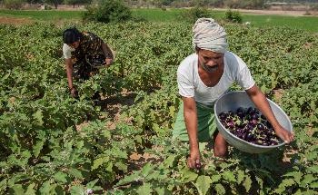 New Technologies to Emerge to Ensure Food Security in Sub-Saharan Africa, South Asia