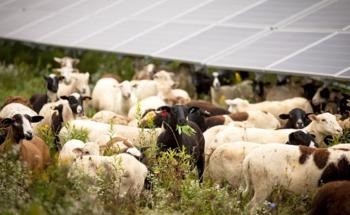 Study States Grazing Under Arrays Would Support Economy and Climate