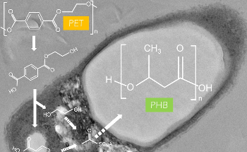 Bacterium Degrades Plastics and Sustainably Produces Biodegradable Plastics