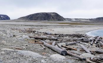 500-Year History of Driftwood Reflects Accelerated Ice Loss in the Warming Arctic