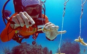 Large-Scale Study Identifies Corals with Better Resilience to Future Heatwaves
