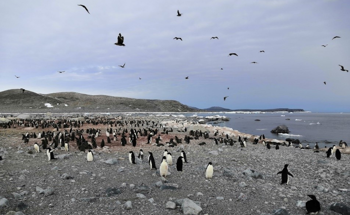Analysis of Penguin Guano Reveals Link Between Antarctic Ocean Circulation and Ecosystem Changes