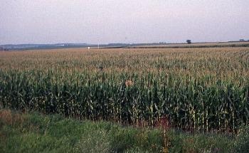 Climate Change: A Major Cause Affecting Rain in the U.S. Corn Belt