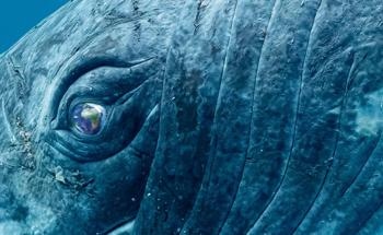 New Climate Giant Project Offers Businesses the Chance to Make a Whale-sized Climate Impact
