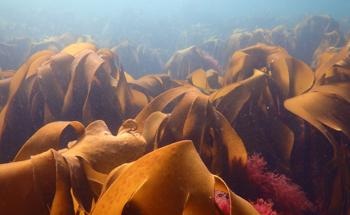 Listen to the Ocean to Meet Climate Goals Urge Scientists