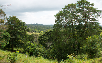 Degraded Landscapes can be Restored if Secondary Forests Surround Lakes