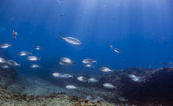 Mediterranean Sea Warming Causes Marine Species Go Deeper into Cooler Waters to Survive