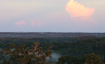 Climate Change Causes Amazon Rainforest Birds to Alter Their Bodies