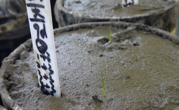 Wetlands can be Restored for Coastal Protection Using Machine Learning