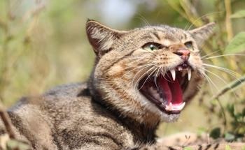 Australia’s Native Wildlife in Grip of Unprecedented Attack