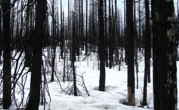 Study Reveals Snow Cover is Important for Revegetation After Extreme Forest Fires
