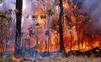 New Research Links Australia's Forest Fires to Climate Change