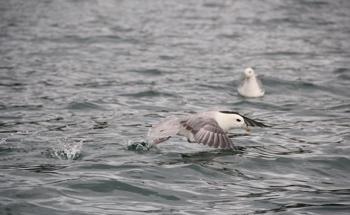 New Study Could Assist Better Coastal Planning, Protect Threatened Seabirds
