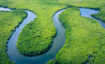 Trees in the Amazon Wetland Areas are a Significant Source of Methane