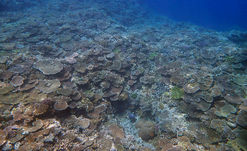 New Robust Tool for Faster, Economical, Easier Coral Reef Monitoring