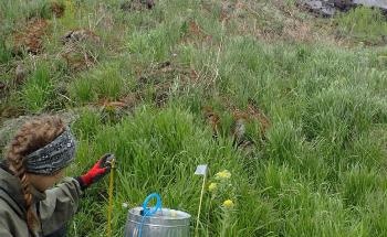Thawing Permafrost Releases Nitrous Oxide, a Greenhouse Gas