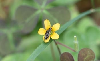 Food and Housing Crisis for Melbourne's Native Bees
