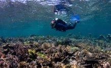 New Study Finds Healthy, Diverse Soundscape on Restored Coral Reefs