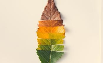 Understanding the Nutrient Response of Plants Could Enhance Global Food Production