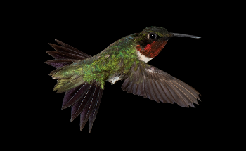 New Insights into Hummingbirds’ Torpor Could Help Conserve Migrating Bird Species