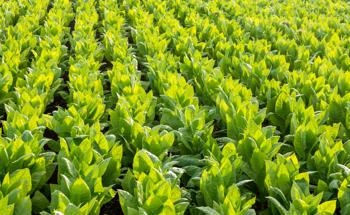 Manipulating Photorespiration to Help Crops Withstand Heat