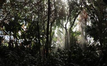 Nature's Amazing Resilience Revealed in Drought Experiment at Biosphere 2