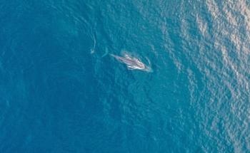 Blue Whales Showing Signs of Malnutrition, a Climate Warning says CDU Researcher