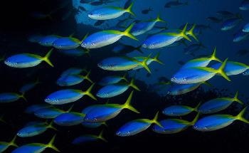 Signs of Distress in Fish Evident Due to Global Warming, Ocean Acidification