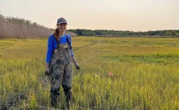 Addition of Right Amount of Sediment to Salt Marsh Protects Coastlines