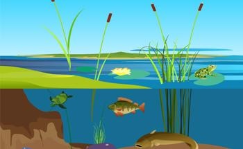 How Climate Warming Induces a Regime Shift in Shallow Aquatic Ecosystems