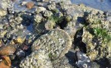 Rising Temperature Results in “Growing Diversity” of Vibrio Bacteria