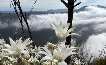 Citizen Scientists Needed to Help Record Impact of Fires on Biodiversity in Weekend BioBlitzes