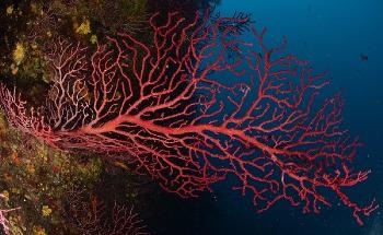 Mediterranean Coral Populations Gravely Affected by Climate Change
