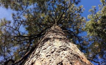 Study Indicates Future Forests Will Have Smaller Trees Resulting in Less Uptake of Carbon