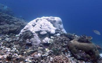 Global Warming will be Catastrophic for all Coral Reefs, Study Finds
