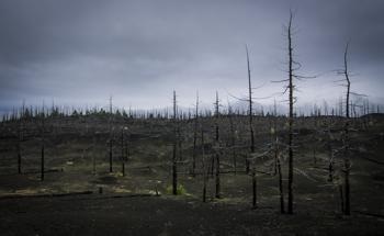 Understanding How Ghost Forests Produce Methane