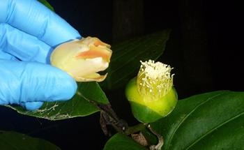 The Secret Lives of Bats Reveal Botanical Mysteries