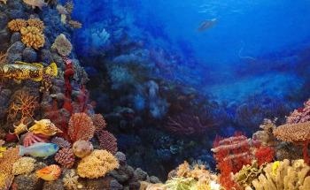 Coral Reefs Face Decline if Global Warming Increases by 2 °C