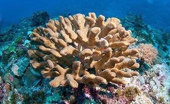 Researchers Explain Why Some Species are More Resilient to Ocean Acidification