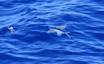 Researchers Develop a Framework for Identifying the Most Vulnerable Marine Species