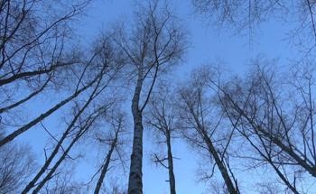 Experts Explore the Phytoremediation Potential of Birch Trees in Soil with Microplastic Contamination