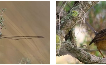 Native Bird Studies Take Flight