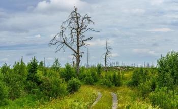 Large-Scale Relationships Between Vegetation and Climatic Characteristics