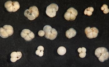 Using Plankton Shells to Gauge the Accuracy of Climate Models