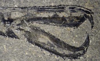 Past Climate Change May Have Influenced Fossilization